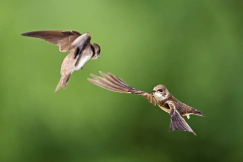 Sand martins (Riparia riparia), in flight, Reussegg nature reserve, Canton Aargau, Switzerland