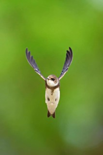 Sand martin (Riparia riparia), in flight, Reussegg nature reserve, Canton Aargau, Switzerland
