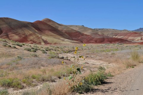 Isolated sunflowers standing in front of the red hills of the Painted Hills in a desert climate,