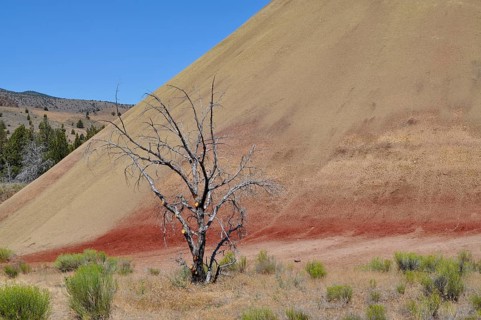 A dry tree stands in front of a colorful hill in a dry landscape, John Day Fossil Beds National