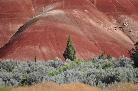 Close-up of a red hill with green vegetation and juniper tree in the foreground, John Day Fossil