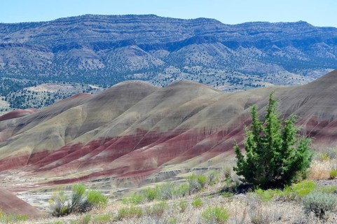 Landscape with colorful hills and green trees in the foreground, John Day Fossil Beds National