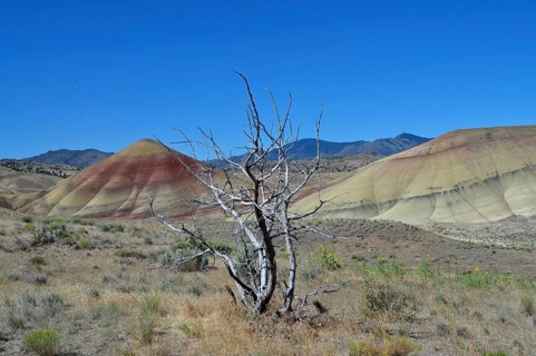 Dead tree in the foreground against colorful striped hills under a clear sky, John Day Fossil Beds