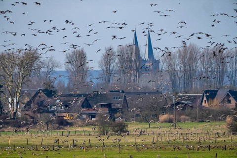 Bislicher Insel, nature reserve on the Rhine, Altrheinarm, near Xanten, Lower Rhine, Wesel