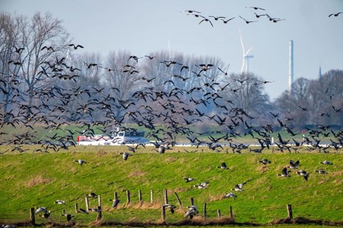 Bislicher Insel, nature reserve on the Rhine, Altrheinarm, near Xanten, Lower Rhine, Wesel