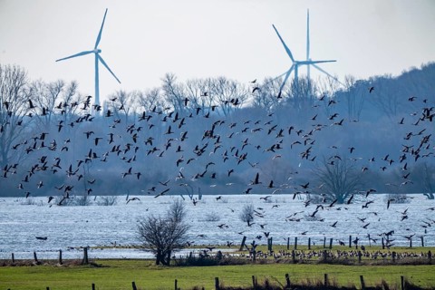 Bislicher Insel, nature reserve on the Rhine, Altrheinarm, near Xanten, Lower Rhine, Wesel