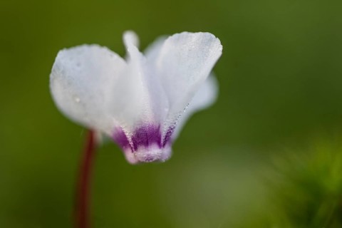 Early spring cyclamen (Cyclamen coum), Emsland, Lower Saxony, Germany
