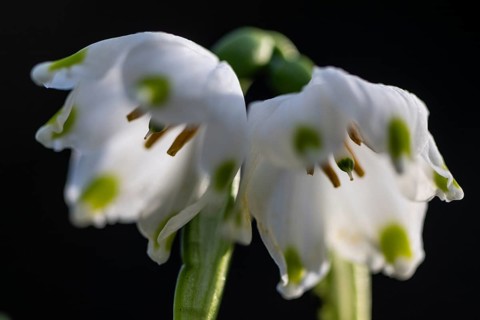 Spring snowflake (Leucojum vernum), Emsland, Lower Saxony, Germany