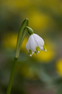 Spring snowflake (Leucojum vernum), Emsland, Lower Saxony, Germany