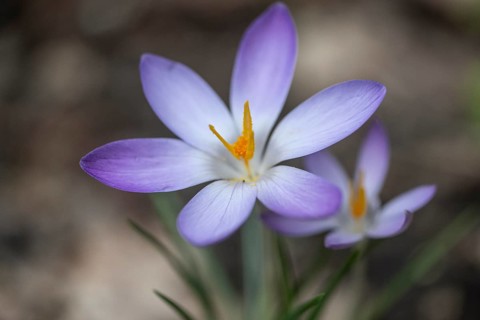 Elf crocus (Crocus tommasinianus), Emsland, Lower Saxony, Germany