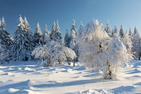 Sunny winter landscape with snow-covered trees, bushes, trails and branches covered with hoarfrost