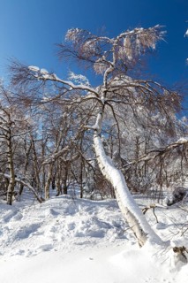 Sunny winter landscape with snow-covered trees, bushes, trails and branches covered with hoarfrost