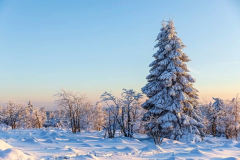 Winter landscape with snow-covered trees and branches covered with hoarfrost on the