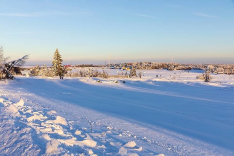 Sunny winter landscape with snow-covered trees, bushes, trails and branches covered with hoarfrost
