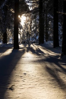 Sunny winter landscape with snow-covered trees, bushes, trails and branches covered with hoarfrost