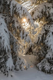 Sun shines through snow-covered branches of conifers, Erzgebirgskamm, Zinnwald-Georgenfeld,