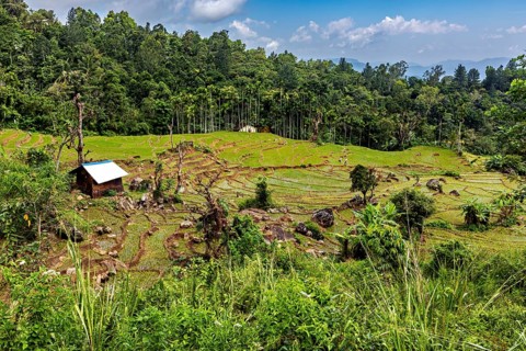 Small cabin surrounded by terraced rice paddies and lush vegetation, under blue skies, the rice