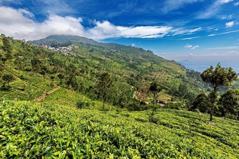 Green tea fields and wooded hills under blue sky with clouds, tea plantations on the slopes of