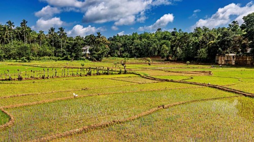 Green rice paddies with palm trees in the background with clear skies and various shades of green,