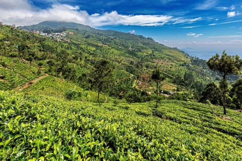 Extensive tea fields and wooded hills under a clear blue sky with clouds, tea plantations on the