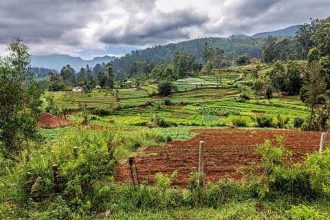 Landscape with green rice paddies and wooded hills under a cloudy sky, fields and agriculture on