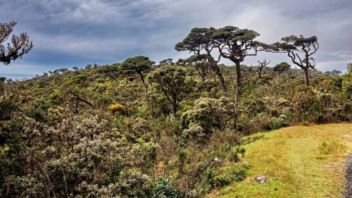 Sublime trees rise above thick vegetation under a cloudy sky, The forests of Horton Planes in Sri