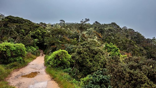 A narrow path leads through a thick green forest under a cloudy sky, The forests of the Horton