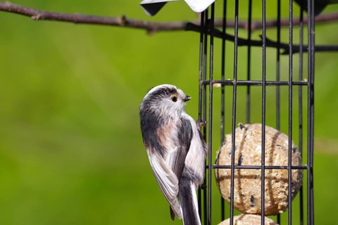 Long-tailed tit (Aegithalos caudatus), tit dumpling, food, winter, Pretty tit with a green