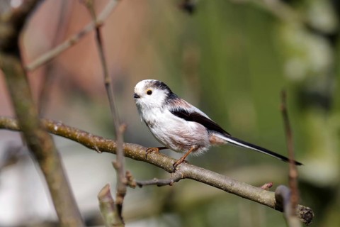Long-tailed tit (Aegithalos caudatus), plumage, pretty, close-up, The tit is sitting on a branch in