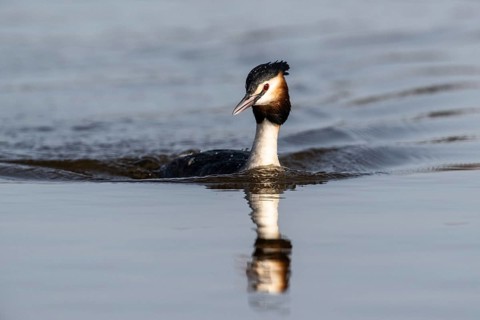 Great Crested Grebe (Podiceps cristatus), Emsland, Lower Saxony, Germany