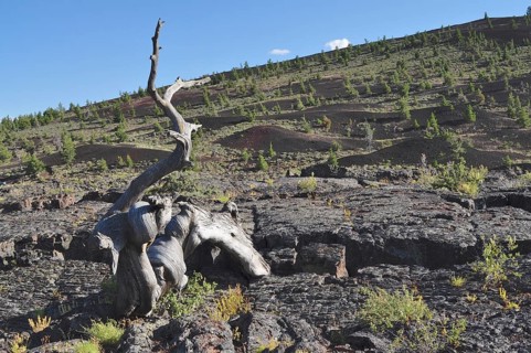 Dead tree trunk on dark volcanic landscape, Craters of the Moon National Monument, Idaho, USA