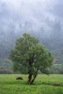 A tree in a meadow with forest and rising clouds in the background. Westland Tai Poutini National