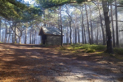 Gentle rays of sunshine break through the morning fog in the Palatinate Forest and immerse the