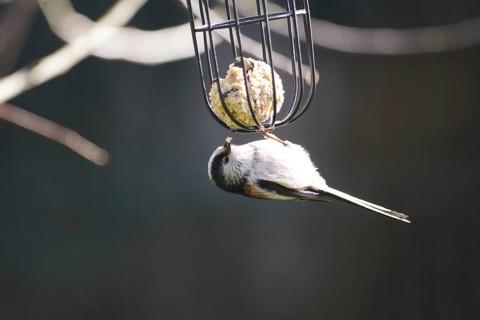 Long-tailed Tit (Aegithalos caudatus), tit dumpling, hungry, Germany, close-up of the long-tailed