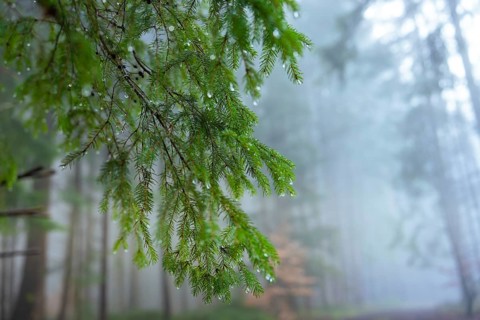 Waterdrop decorated pine branches in a quiet, foggy forest, Unterhaugstett, Calw district, Black