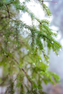 Close-up of pine branches with drops of water in a foggy forest, Unterhaugstett, Calw district,