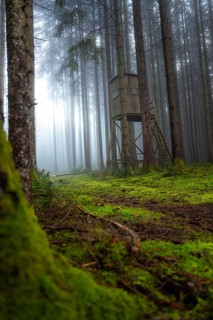 A foggy forest with a hunting stand surrounded by moss, Unterhaugstett, Calw district, Black
