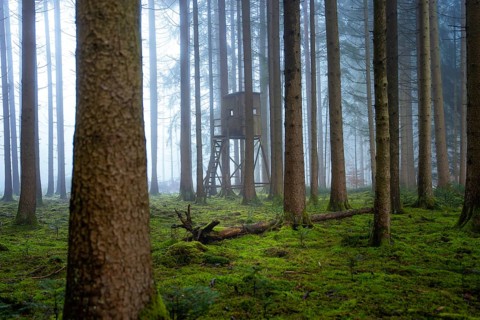 A quiet forest with a hunting stand surrounded by moss-covered trees, Unterhaugstett, Calw