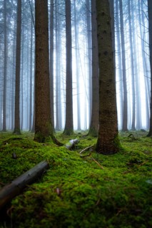 Towering trees and thick fog create a mystical atmosphere in the forest, Unterhaugstett, Calw
