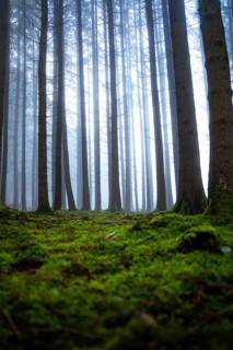 Tall trees in foggy forest with moss-covered ground and quiet atmosphere, Unterhaugstett, Calw