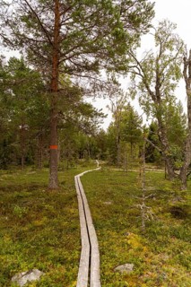 A peaceful wooden path meanders through a dense, lush forest in Sweden, surrounded by vibrant