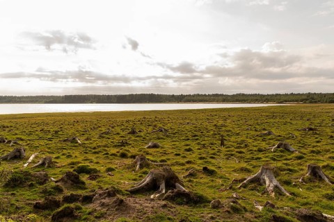 A tranquil scene in Sweden featuring a field of tree stumps under a cloudy sky. The sun casts a