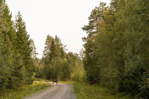 A tranquil scene in a Swedish forest with two moose on a winding, gravel path. The dense greenery