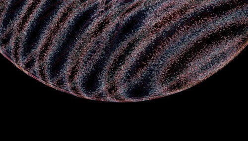 A detailed, abstract close-up of a textured shell pattern, showcasing intricate lines and curves in