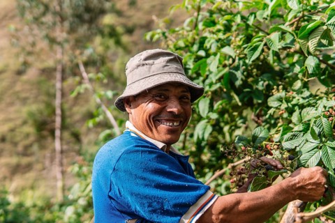 A cheerful farmer picks ripe blackberries on a sunny day in the lush Colombian countryside,