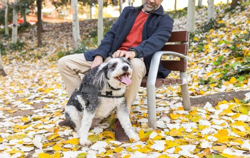 A cropped unrecognizable mature man with a beard is seen bonding with his black and white dog on a