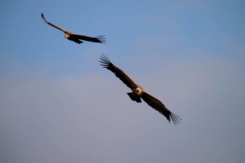 Two majestic griffon vultures gracefully soar above Alicante, Spain, showcasing their impressive