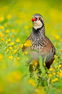 A striking red-legged partridge stands amidst a lush field of vibrant yellow wildflowers,