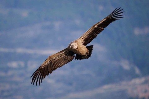 A close-up of a griffon vulture soaring effortlessly over scenic valleys, its detailed plumage and
