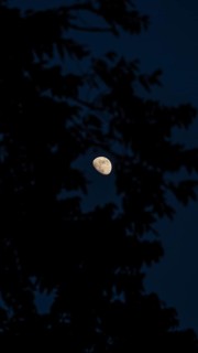 Evocative scene showing the moon brightly visible through shadowy tree branches under a dark sky